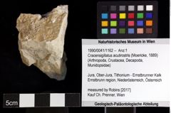 Foto (Objket + Etiketten) von Cracensigillatus acutirostris (Moericke, 1889) 